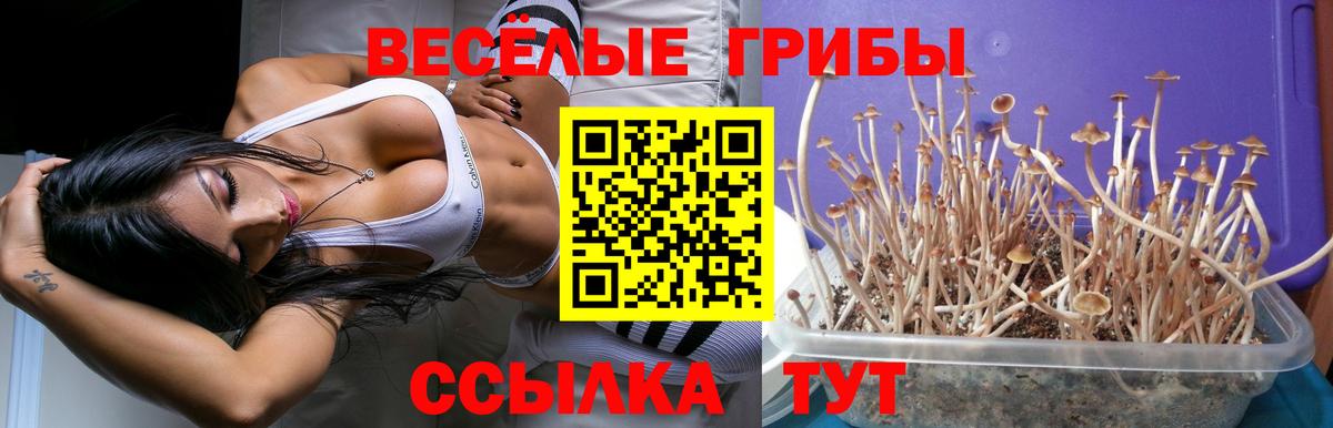 Псилоцибиновые грибы Psilocybe  Вход с VPN  Грязи  Псилоцибиновые грибы Psilocybe 